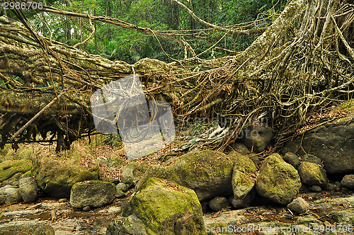 Image of Old root bridge in India