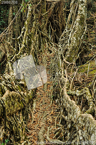 Image of Root bridge