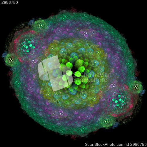 Image of Symmetrical growth of bacteria