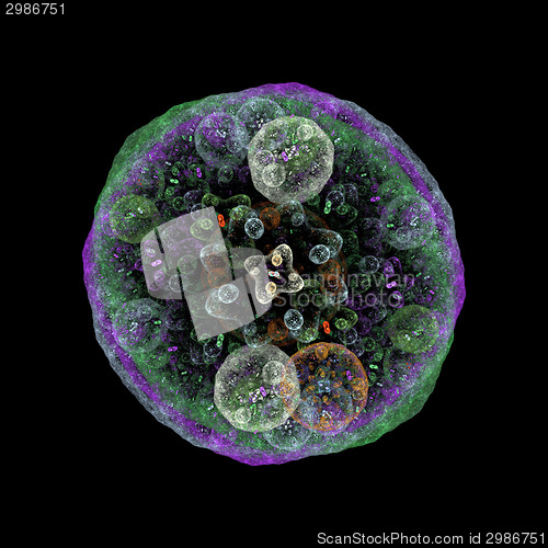 Image of Symmetrical growth of bacteria