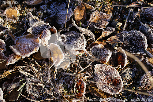 Image of Frosty leaves