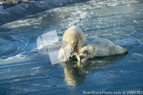 Image of Polar bears