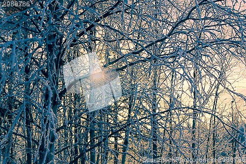 Image of Frozen branches