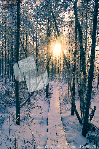 Image of Winter sun in a forest