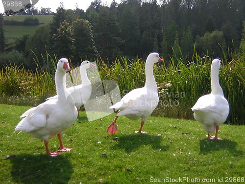 Image of geese