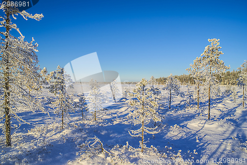Image of Snow-covered trees
