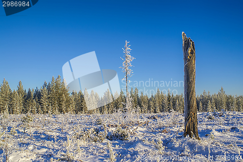 Image of Snowy meadow
