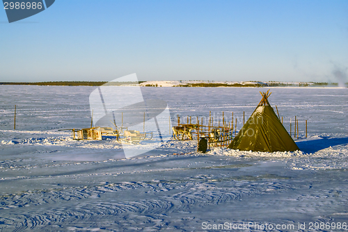 Image of Reindeers in Finland