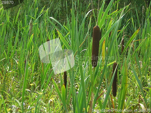 Image of Bullrushes