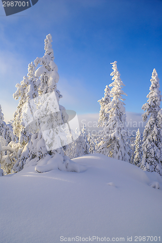 Image of Trees hidden in snow