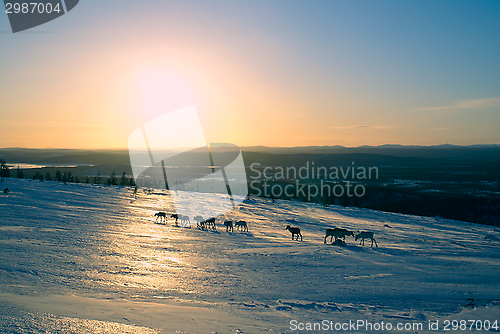 Image of Finnish reindeer 