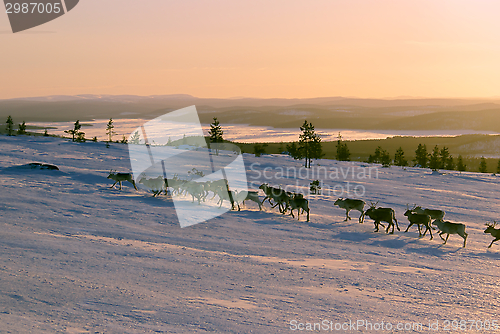 Image of Reindeers in Finland