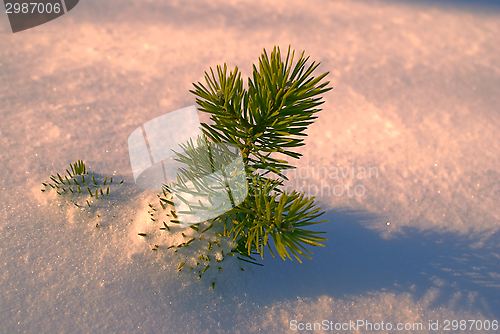 Image of Branch in the snow