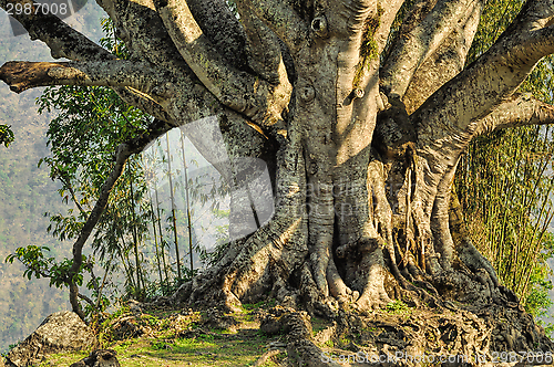 Image of Old tree 