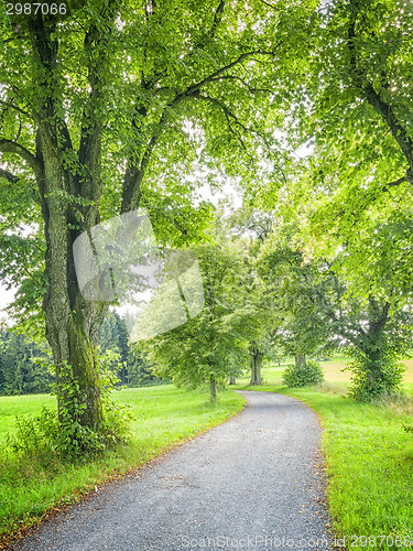 Image of avenue tree green nature