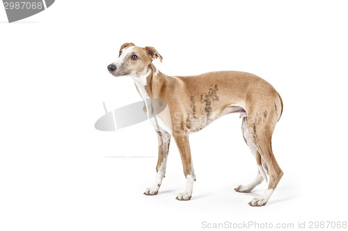 Image of whippet