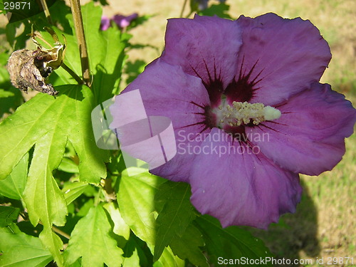 Image of flower