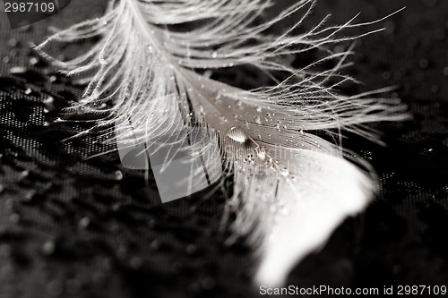 Image of White feather with water drops