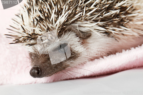 Image of African white- bellied hedgehog