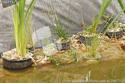 Image of Pond plants - detail