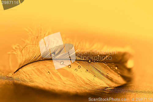 Image of Yellow feather with water drops