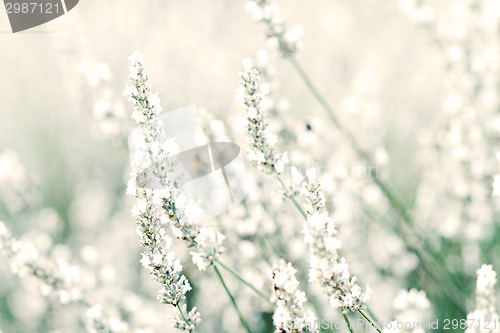 Image of White lavender flowers