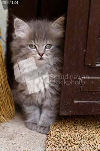 Image of Beautiful grey kitten