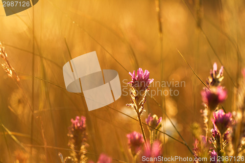 Image of Meadow at sunset