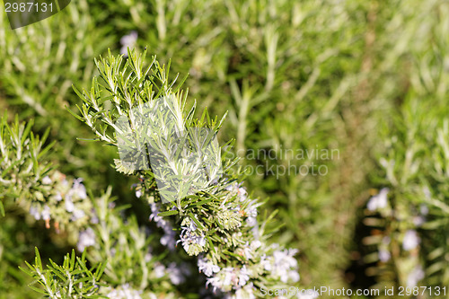 Image of Rosemary plant