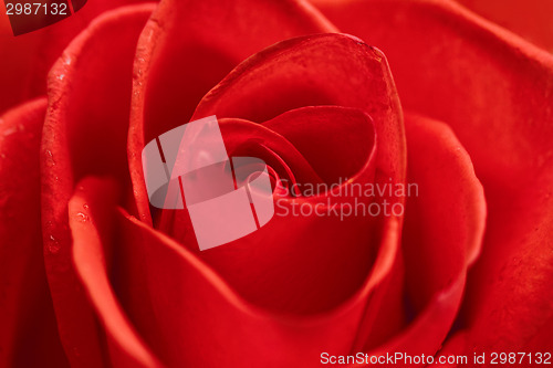 Image of Beautiful red rose closeup
