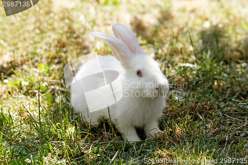 Image of White bunny