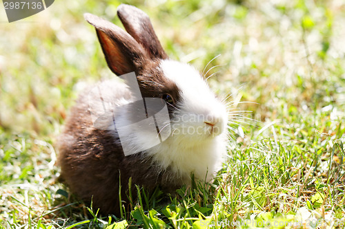 Image of Cute bunny