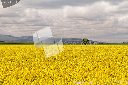 Image of Colza field