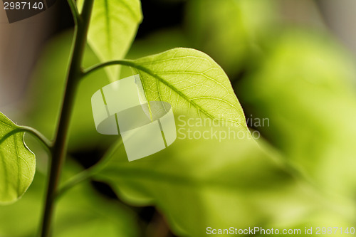 Image of Green leaf