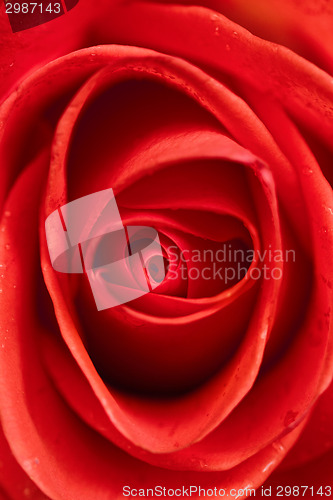 Image of Beautiful red rose closeup