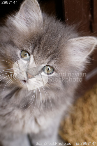 Image of Beautiful grey kitten