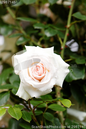 Image of Bright pink rose blooming in garden