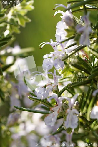Image of Rosemary plant