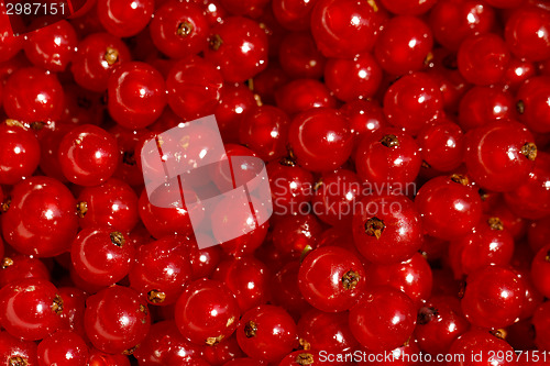 Image of Background red currants