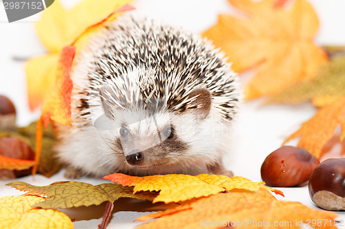 Image of African white- bellied hedgehog