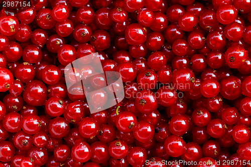 Image of Background red currants