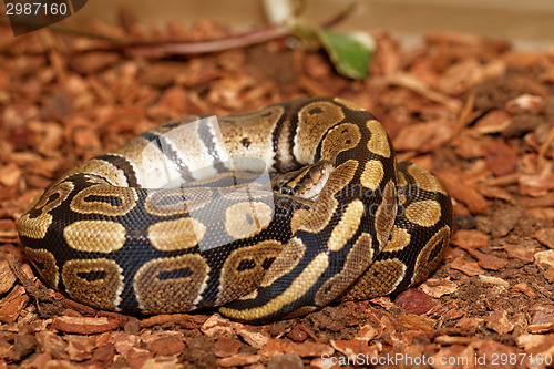 Image of Ball Python (Python regius)