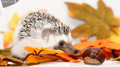 Image of African white- bellied hedgehog