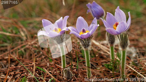 Image of Purple anemone