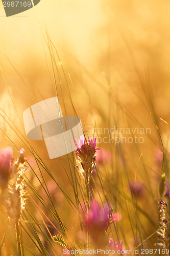 Image of Meadow at sunset