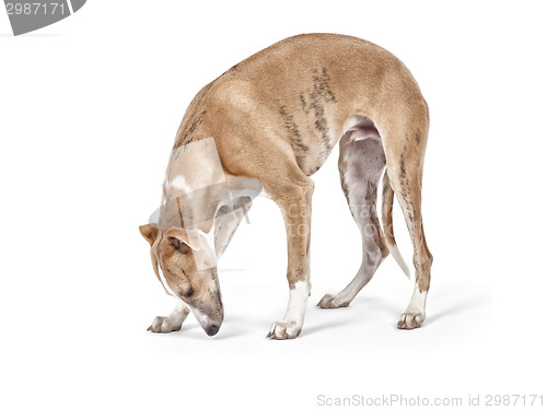 Image of whippet