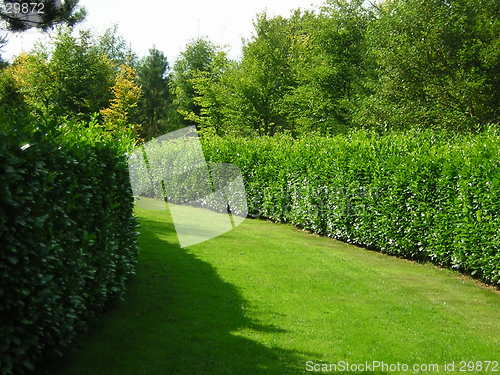 Image of hedge walk