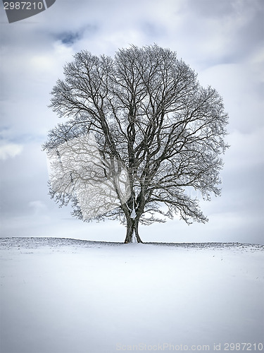 Image of winter tree