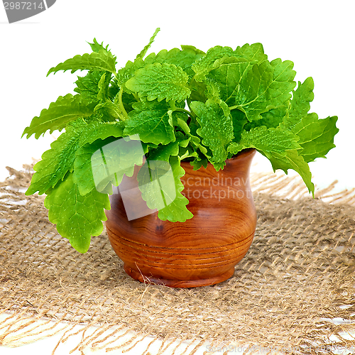 Image of Lemon Balm