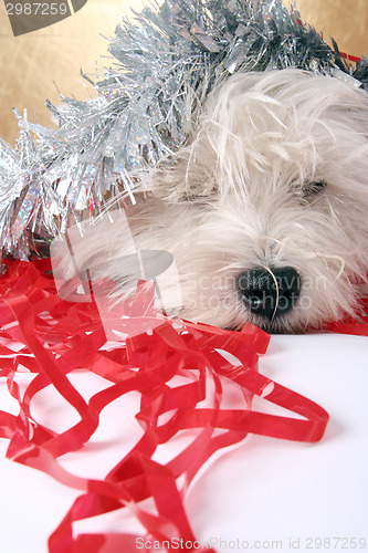 Image of White puppy